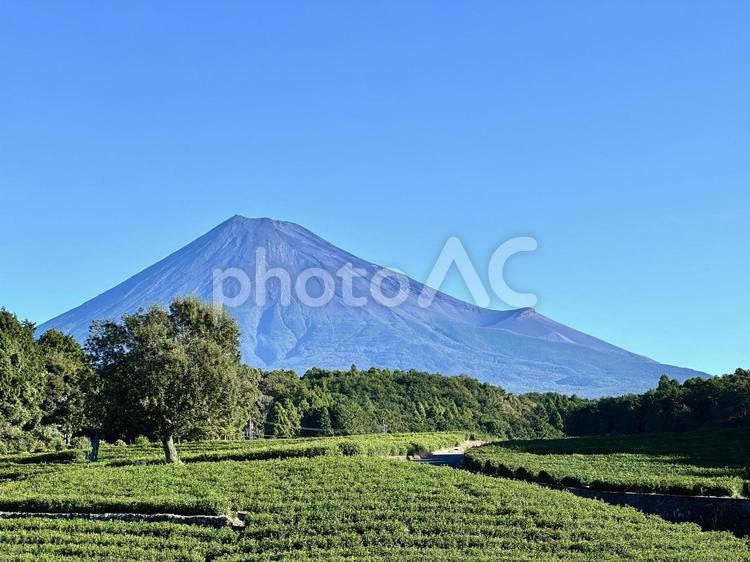 夏の茶畑と富士山 富士山,茶畑,お茶の写真素材