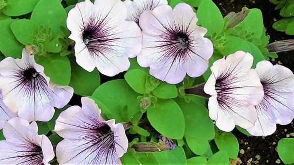 紫のお花の写真