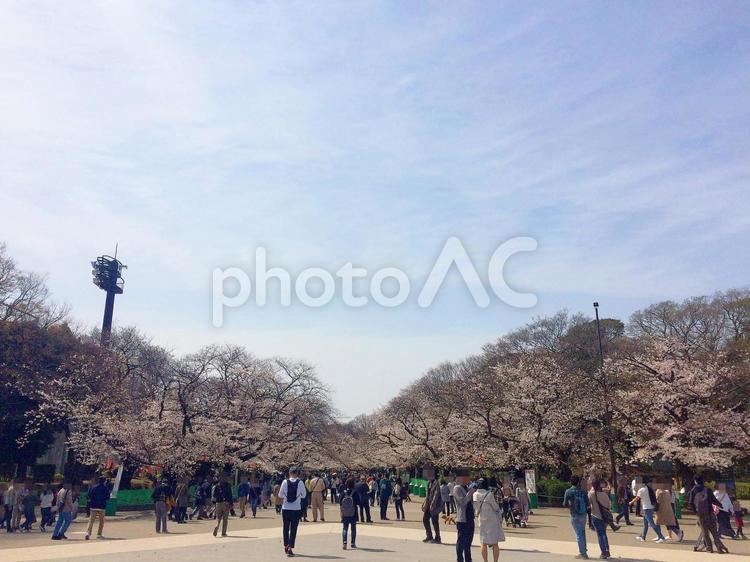 東京風景・上野公園 上野公園,上野恩賜公園,桜の写真素材