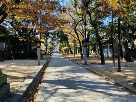 船橋大神宮　意富比神社　参道 船橋大神宮,意富比神社,千葉県船橋市の写真素材