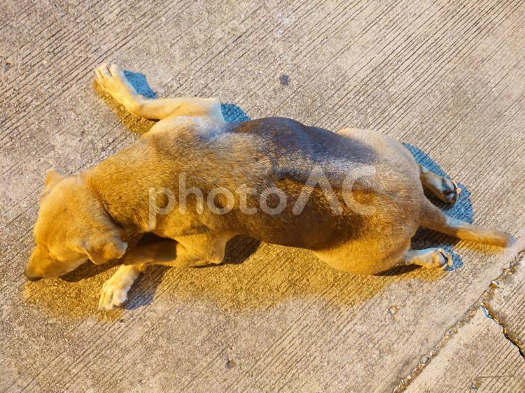 行き倒れの野良犬 タイ,海外,野良犬の写真素材