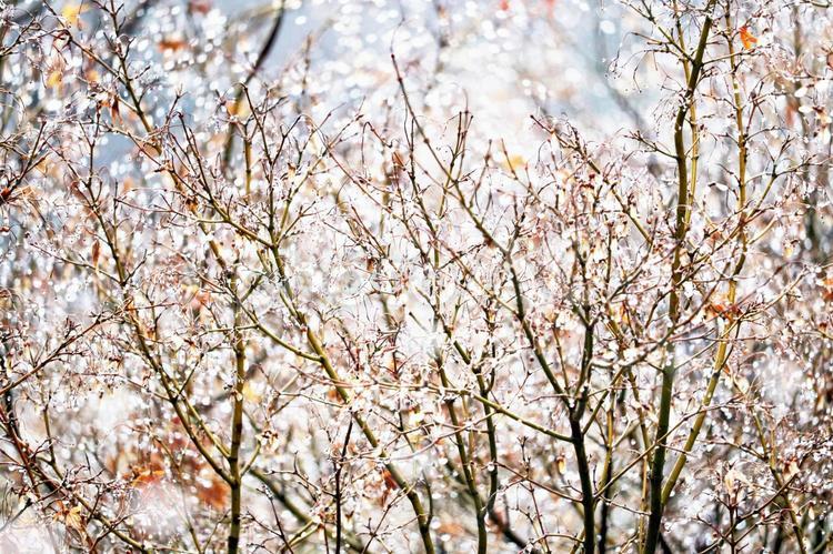 森の木々に降る雪の明るい背景 冬,雪,キラキラの写真素材