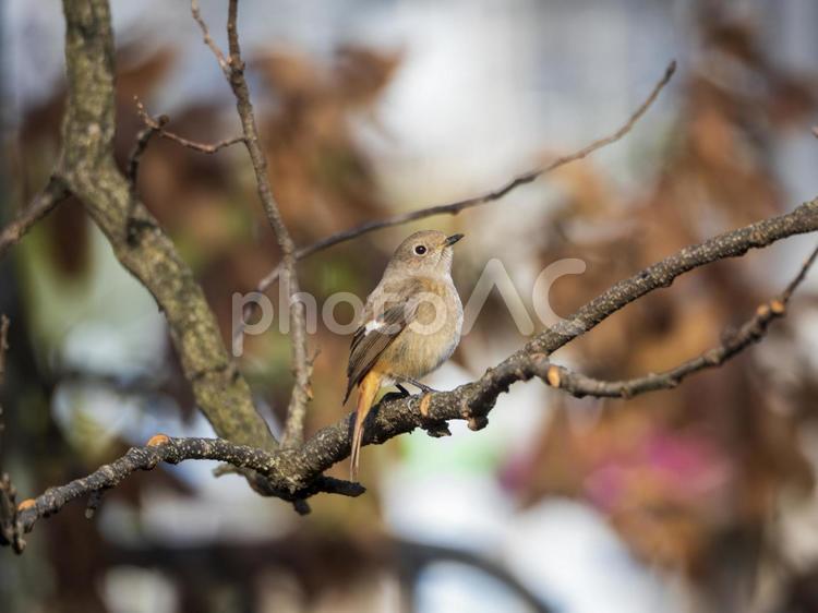 木の枝のジョウビタキ ジョウビタキ,鳥,小鳥の写真素材