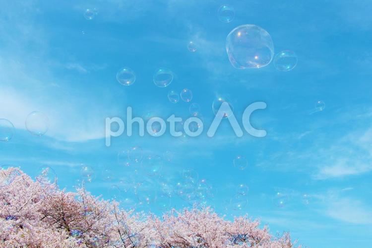 桜としゃぼん玉 桜,春,花の写真素材