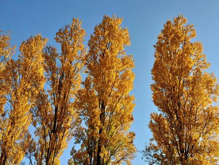 青空の紅葉 秋,紅葉,青空の写真素材