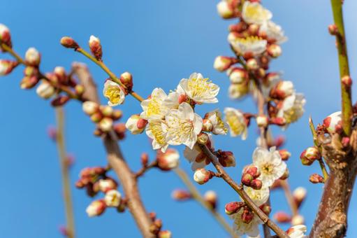 青空と白梅の花の写真