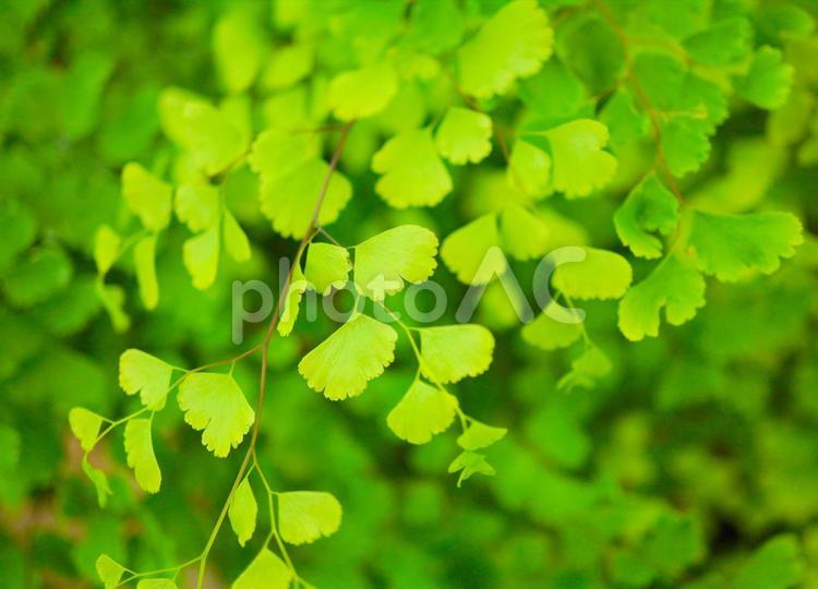 ふわふわ緑のアジアンタム　観葉植物 アジアンタム,観葉植物,ふわふわの写真素材