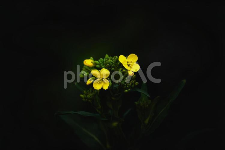 ＜五島の春景＞冬に咲いた夜明けの菜の花 風景,花,菜の花の写真素材