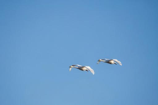 オオハクチョウ(30) 鳥,オオハクチョウ,ハクチョウの写真素材