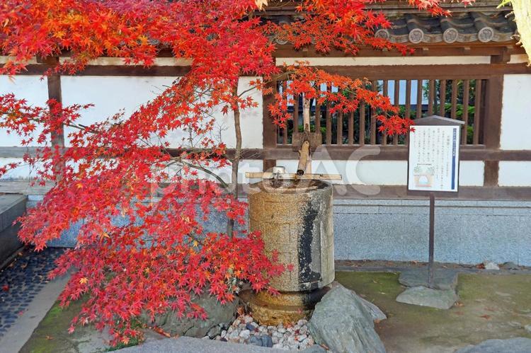 蓮馨寺（川越） 蓮馨寺,呑龍上人,浄土宗の写真素材