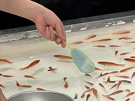 夏祭りの屋台 金魚すくい 夏祭りの屋台 金魚すくいの写真