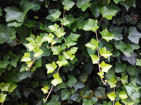 アイビーの写真