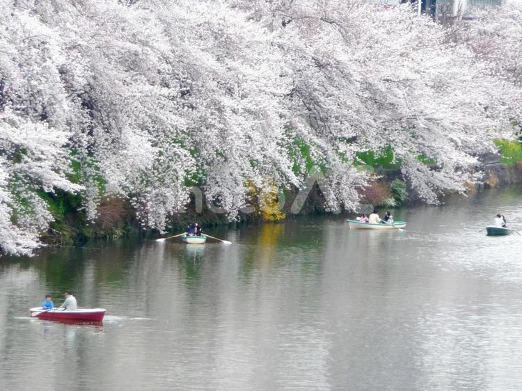 桜、お花見ボート（外濠）複数隻 桜,お花見,満開の写真素材
