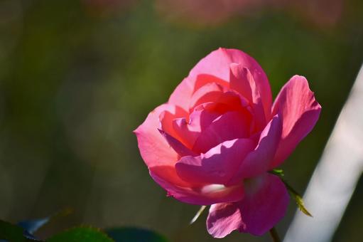 薔薇の花 薔薇の花 バラ,ローズ,薔薇の写真素材
