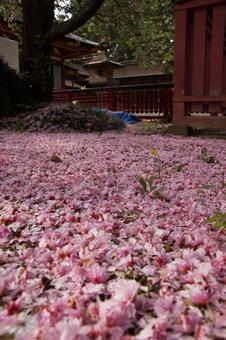 鹽竈神社、桜の境内 鹽竈神社、桜の境内 桜,花びら,境内の写真素材