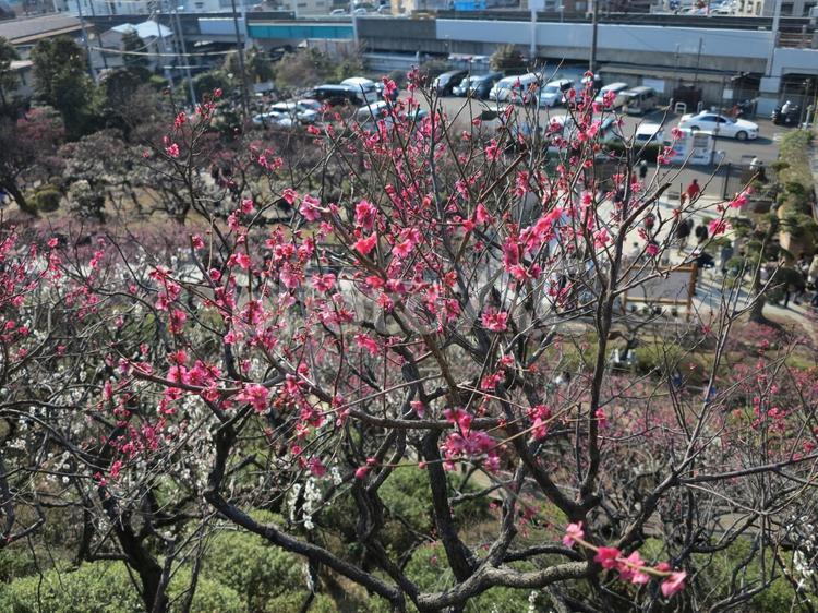 池上梅園　梅 冬,大田区,季節の写真素材