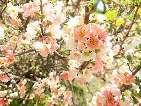 ボケの花 ボケの花の写真