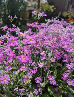 サクラソウ 春の花 サクラソウ 春の花の写真