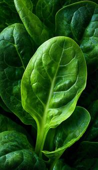 緑色の野菜の葉 緑色の野菜の葉の写真