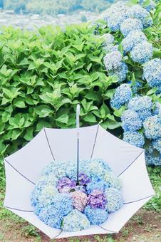 Umbrella with hydrangea ④ Umbrella with hydrangea ④