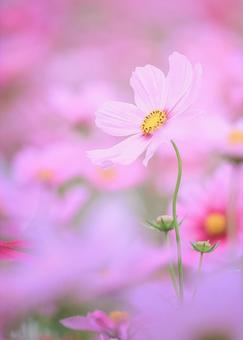 桜色の秋桜が一輪咲いています 桜色の秋桜が一輪咲いています コスモス,秋桜,コスモス畑の写真素材