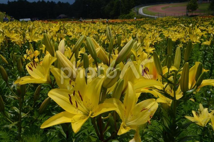 富士見高原　白樺林のゆり 百合,ゆり,百合の花の写真素材