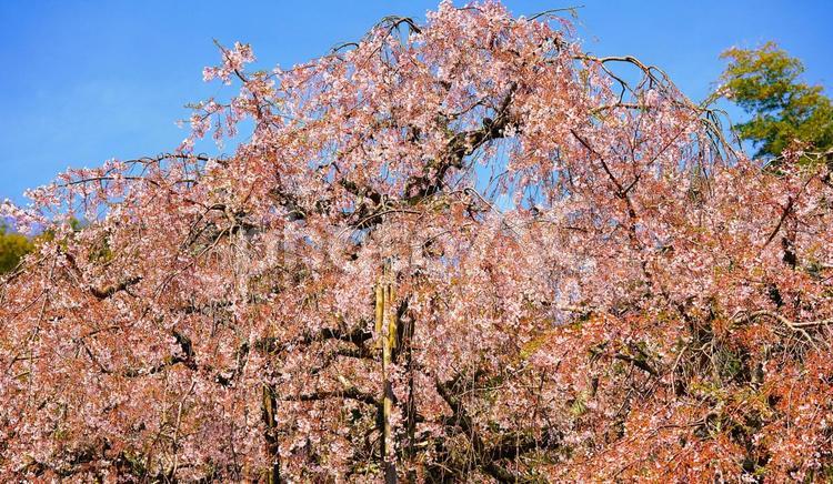 青空に映える枝垂桜 枝垂桜,春,満開の写真素材