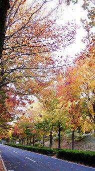 紅葉-1295 紅葉,アメリカ楓,もみじ葉楓の写真素材