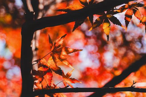紅葉狩り モミジ,紅葉,秋の写真素材