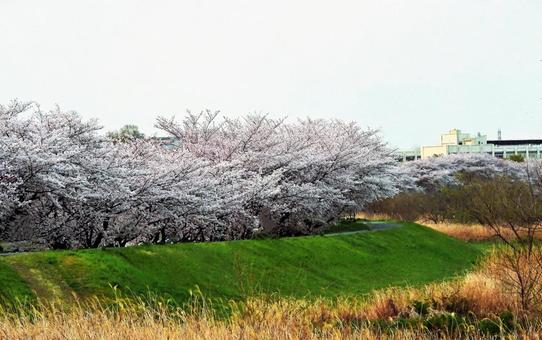 川辺の桜 川辺の桜の写真
