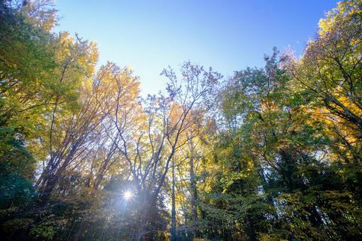 紅葉 紅葉,背景,素材の写真素材