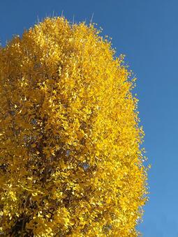 12月街路樹のイチョウA 関東,イチョウ,晩秋の写真素材