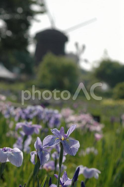 菖蒲のある風景 菖蒲,花菖蒲,花の写真素材