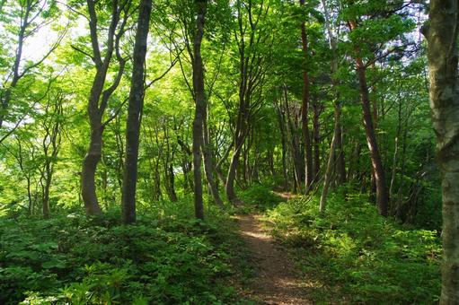 登山道 登山道 山道,登山道,登山の写真素材