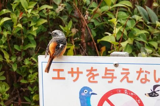 Wild Bird 6, JPG
