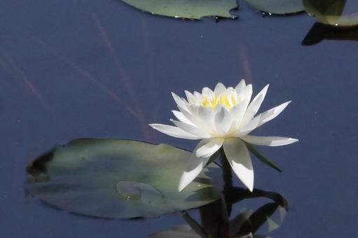 Water lily pond, JPG