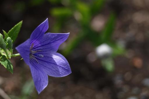 Photo, campanulaceae, flower, bellflower family, 