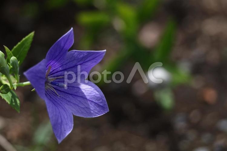 秋の七草 桔梗,花,キキョウ科の植物の写真素材