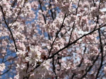 桜の花 桜の花 桜,春,桜の木の写真素材