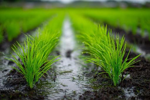 瑞々しい稲の列 瑞々しい稲の列の写真