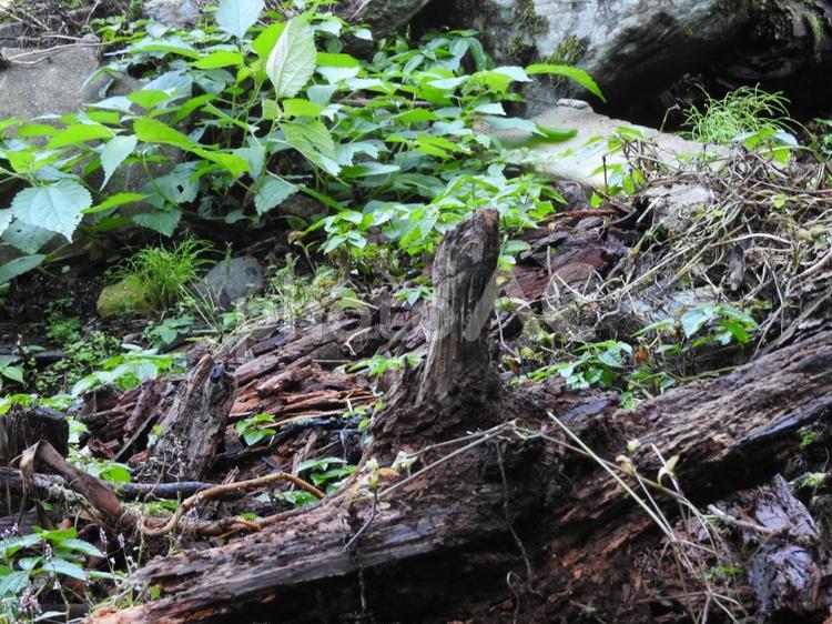11月の風景 葉っぱ,緑,植物の写真素材