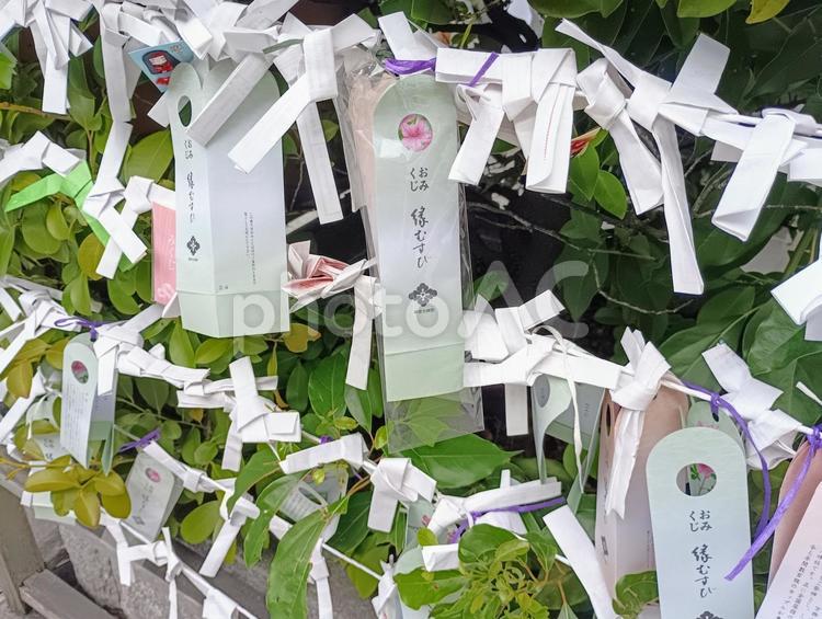 東京大神宮のおみくじの結び場所 おみくじ,おみくじを結ぶ,縁結びの写真素材