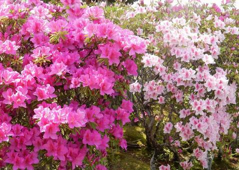 [Flower Photo] Azalea, JPG