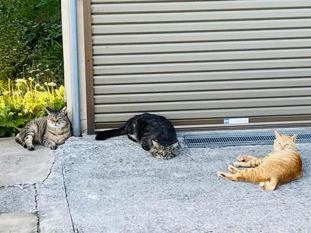野良猫の会議 野良猫,猫,休憩の写真素材