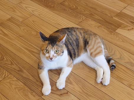 休憩する猫 猫,三毛猫,ねこの写真素材