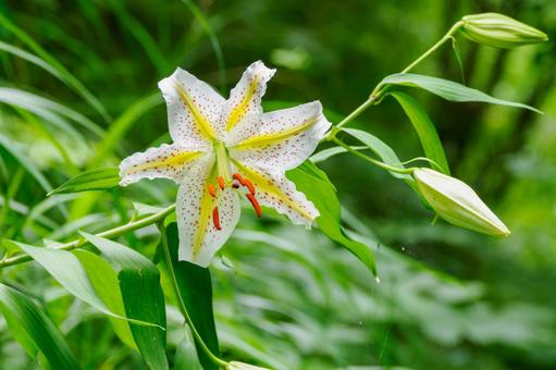 森のヤマユリ (24) 森のヤマユリ (24) 初夏,花,ユリの写真素材