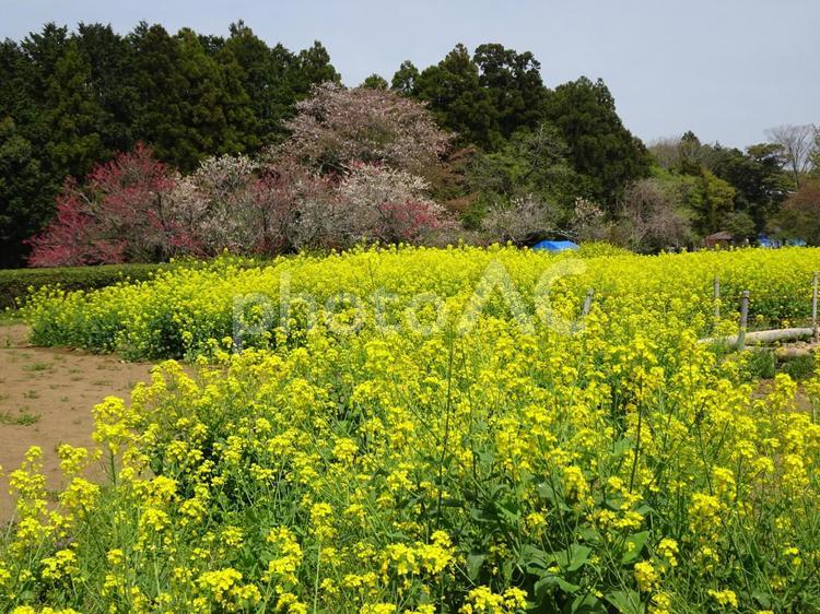 印西の桜-18 千葉県印西市吉高,桜,花びらの写真素材