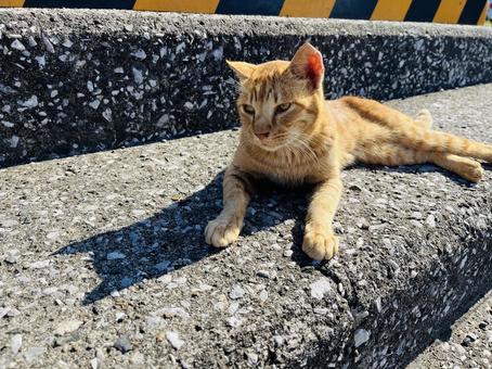 猫ちゃん ネコ,茶色,野良猫の写真素材