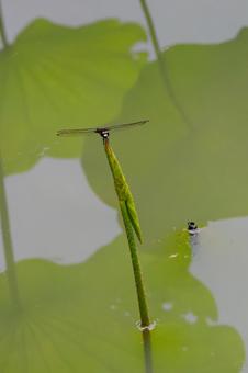Photo, dragonfly, pseudothemis dragonfly, insect, 