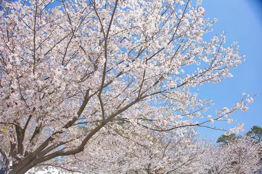 桜 フジ,ふじ,景色の写真素材